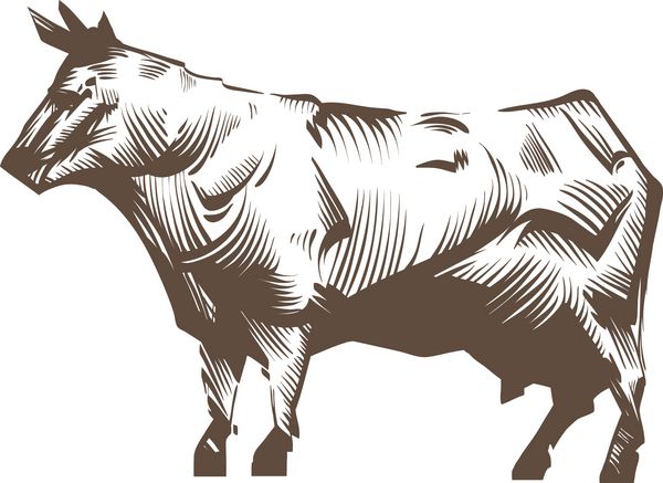 چکیده گاو جدا شده در پس زمینه سفید