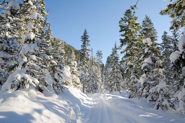 جنگل درخت کرفس وحشی زمستانی پوشیده از برف