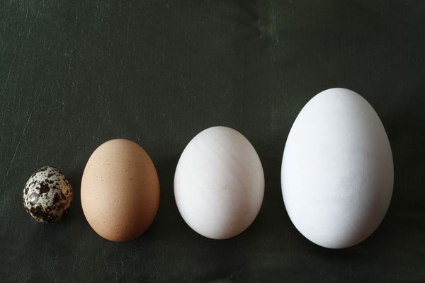 یک تخم غاز تخم اردک تخم مرغ و یک تخم بلدرچین عکاسی طبیعت بی جان
