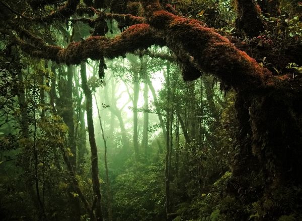 جنگل های استوایی