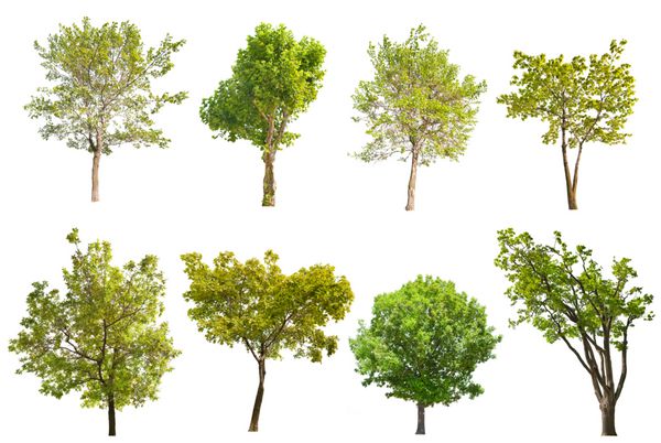 مجموعه ای از هشت درخت سبز جدا شده در پس زمینه سفید
