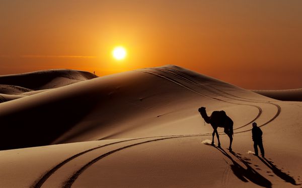 شتر با گله دار در صحرای صحرا مراکش