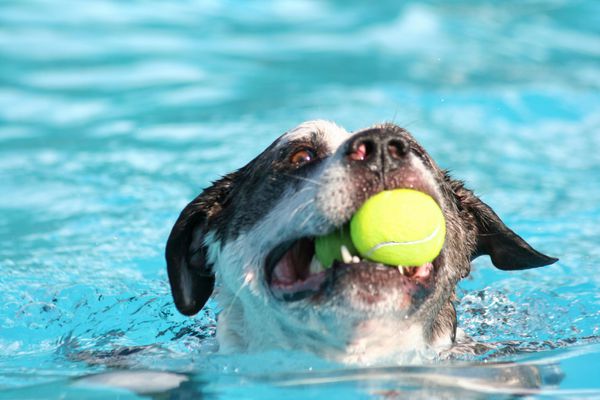 سگی که در یک استخر عمومی شنا می کند