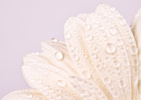 قطرات آب روی گلبرگ های سفید ژربرا