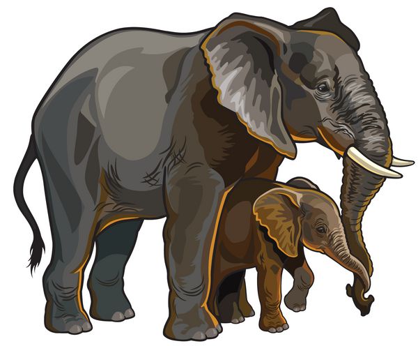 مادر فیل آفریقایی با وکتور از نمای کناری کودک جدا شده در پس زمینه سفید