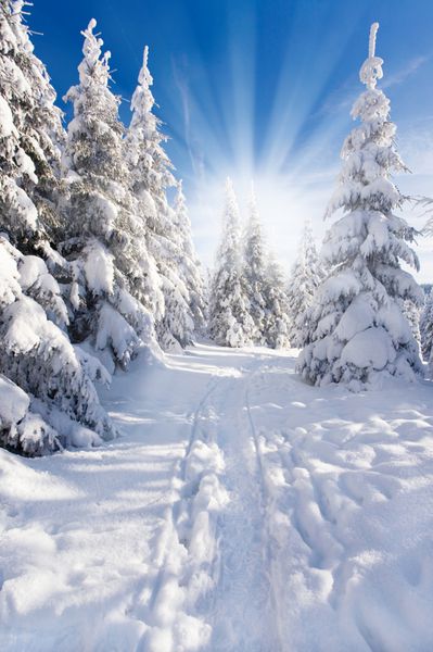 چشم انداز طبیعی زمستانی صنوبر برفی و آسمان آبی و نور خورشید در پس زمینه