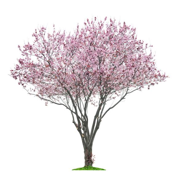 درخت ساکورا صورتی شکوفه جدا شده در پس زمینه سفید