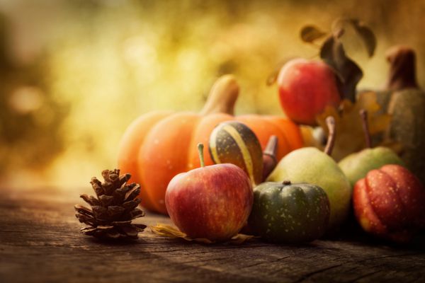 مفهوم طبیعت پاییزی میوه و سبزیجات روی چوب بیفتند شام مراسم شکرگزاری