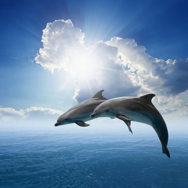 زوج در حال پریدن دلفین دریا و آسمان آبی ابرهای سفید خورشید درخشان