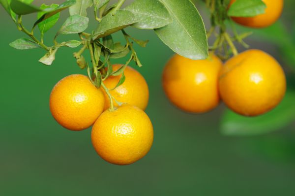 باغ درخت میوه پرتقال