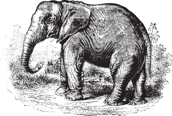 فیل در جنگل تصویر حکاکی شده قدیمی animaux sauvages et domestiques - برای بچه ها - 1892