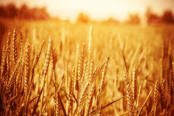 مزرعه گندم رسیده طلایی روز آفتابی تمرکز نرم چشم انداز کشاورزی گیاه در حال رشد کشت محصول طبیعت پاییزی مفهوم فصل برداشت