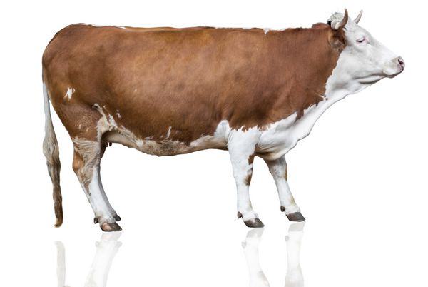 گاو جدا شده روی سفید