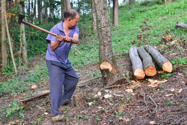 میانیانگ چین - 24 اوت کشاورزان چینی ناشناس در حال قطع درختان جنگل در 24 اوت 2013 در میان یانگ چین برای بسیاری از چوب بران این منبع اصلی درآمد است