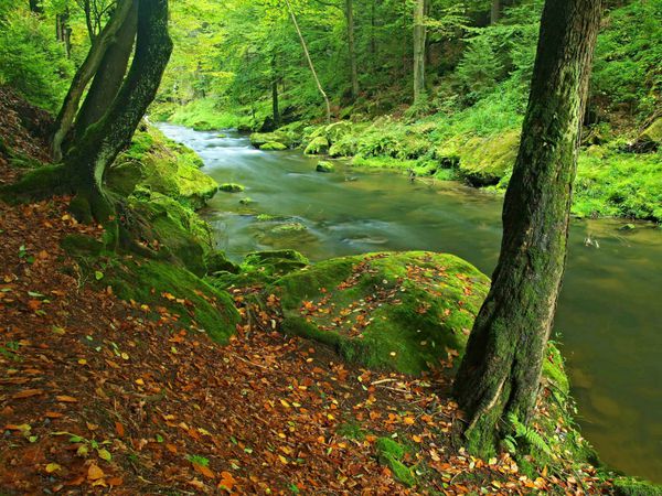 راش های قدیمی بر فراز آب زلال رودخانه کوهستانی سنگ های ماسه سنگی خزه ای بزرگ در آب قرار داشتند اولین برگ ها به رنگ زرد و نارنجی در می آیند پاییز شروع می شود