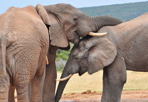 فیل های آفریقایی عاشق یکدیگر