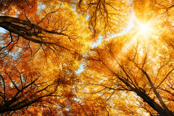 آفتاب گرم پاییزی که از میان تاج‌پوش طلایی درختان بلند راش می‌درخشد