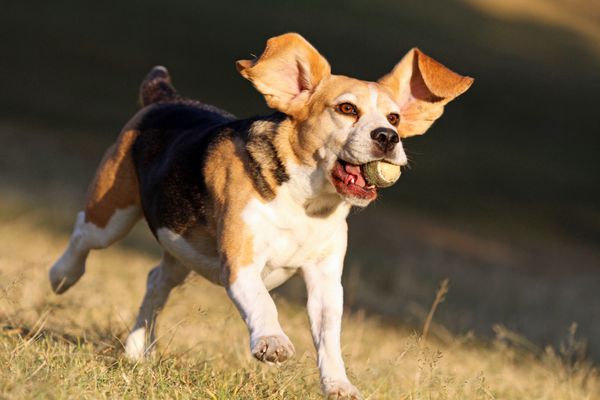 سگ بیگل خوشحال در حال دویدن و پریدن در پارک با توپ در دهان