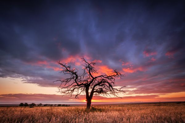 شبح یک درخت در محدوده فلندرز استرالیای جنوبی