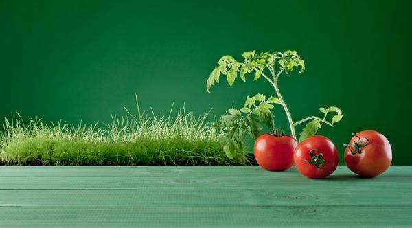 گوجه فرنگی و علف در پس زمینه سبز