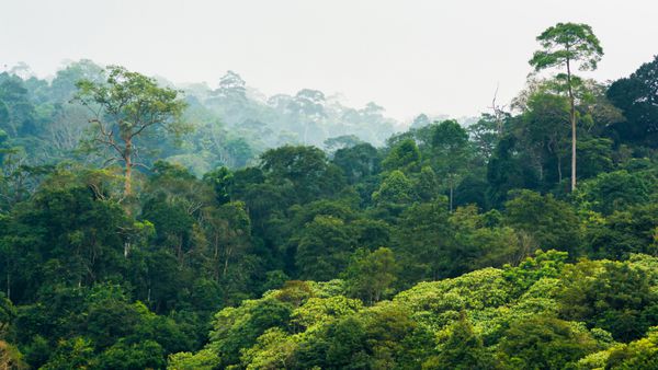 جنگل بارانی استوایی پارک ملی خائو یای تایلند