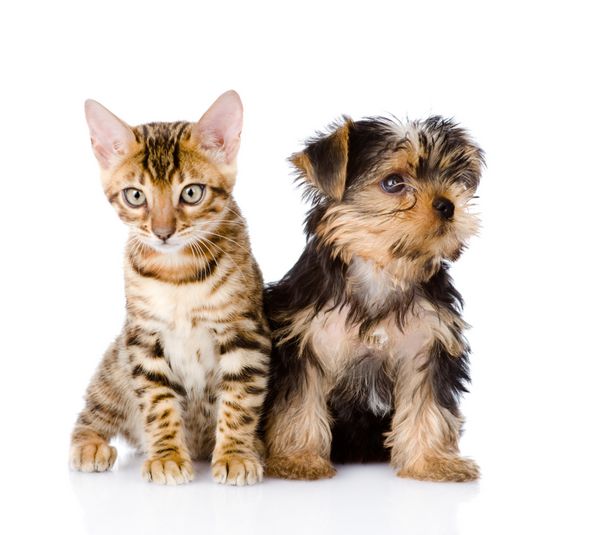 عکس سگ کارتونی برای پروفایل