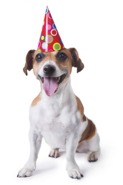 سگ ناز با کلاه مهمانی قرمز دایره های رنگی طراحی شده است که تولدت را تبریک می گوید پس زمینه سفید استودیو اس