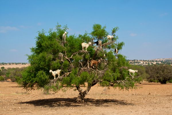بزهای مراکشی در درخت آرگان argania spinosa در حال خوردن آجیل آرگان