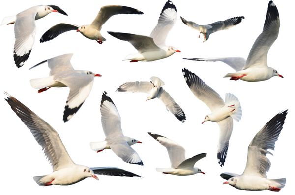 ست پرندگان سفید مرغ دریایی جدا شده روی سفید