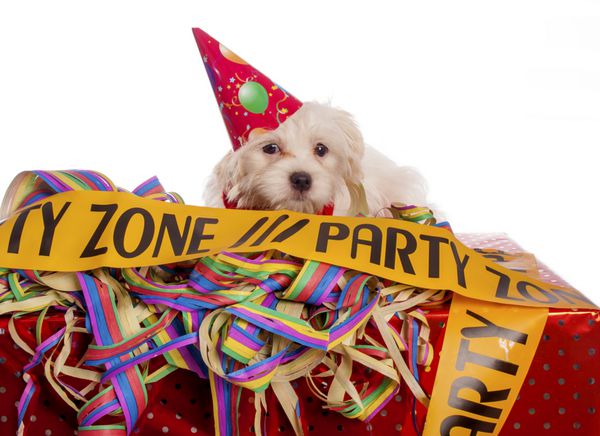 سگ مالتی با کلاه مهمانی با زمینه سفید