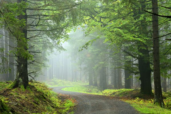 مسیر پیاده روی در میان جنگل درخت صنوبر مه آلود طبیعی