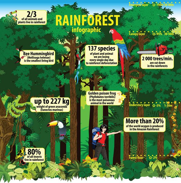وکتور اینفوگرافیک سفر در جنگل های بارانی جنگل با قورباغه توکان پروانه ها کوتزال پرندگان همسنگ آرا آناکوندا اره و دختر