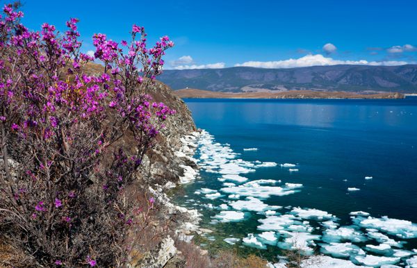 بهار رودودندرون گلدار در سواحل y دریاچه بایکال