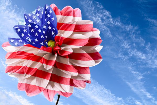 گل محمدی به عنوان پرچم ایالات متحده آمریکا در پس زمینه آسمان آبی
