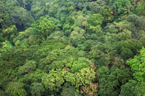 پس زمینه زیبا و پر جنب و جوش متشکل از درختان جنگل های بارانی آمریکای مرکزی گواتمالا