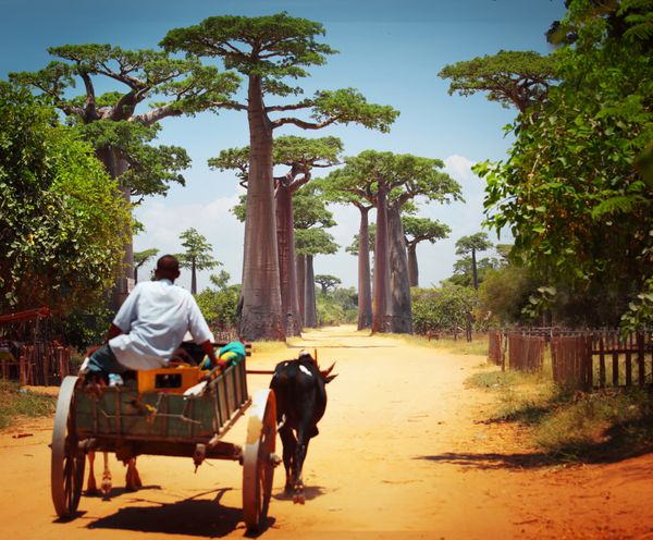 گاری زبو در جاده خشکی که از میان کوچه بائوباب می‌گذرد ماداگاسکار