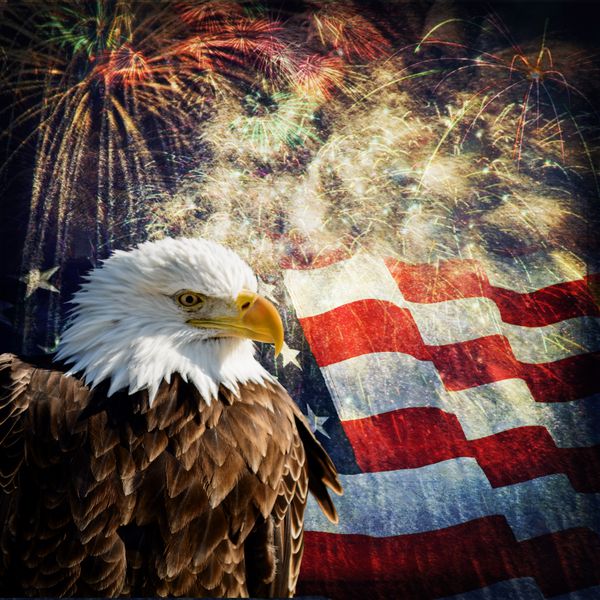 ترکیبی از یک عقاب طاس با پرچم و آتش بازی در پس زمینه تصویر زیبای میهنی برای روز استقلال روز یادبود روز جانبازان و روز رئیس جمهور