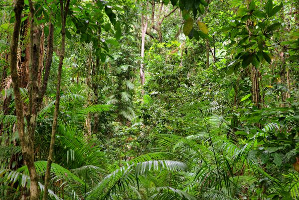 مناظر جنگل های بارانی در کوئینزلند استرالیا