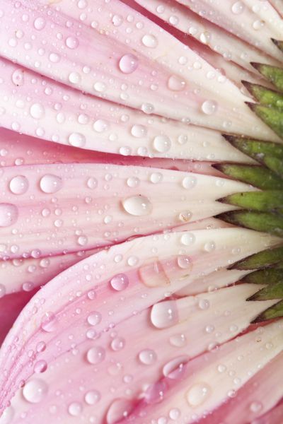 نمای نزدیک گل ژربرا صورتی با قطرات آب