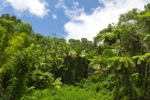 مناظر جنگل های بارانی استوایی در ال یونکه پورتوریکو