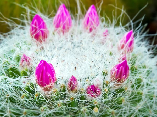 ماکرو گل کاکتوس صورتی شکوفه در باغ گیاه شناسی است