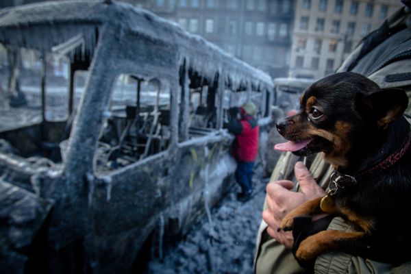 سگ به خیابان ویران شده hrushevskoho که درگیری بین انقلابیون و پلیس اوکراین بود نگاه می کند اوکراین کیف در 23 ژانویه 2014