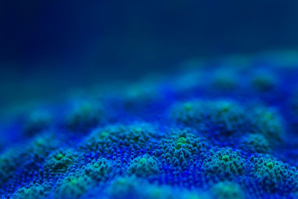 یک ماکرو مرجانی سخت رنگارنگ هنگام غواصی