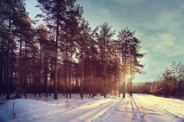 پرتوهای آفتاب غروب جنگل زمستانی