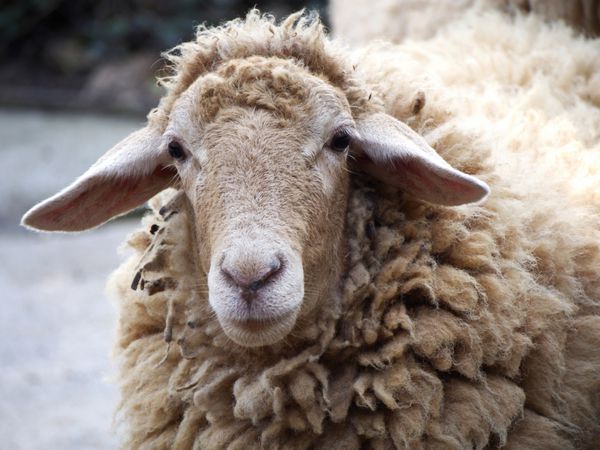گوسفند پشمالو