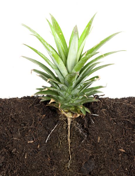 گیاه در حال رشد با ریشه زیرزمینی قابل مشاهده است