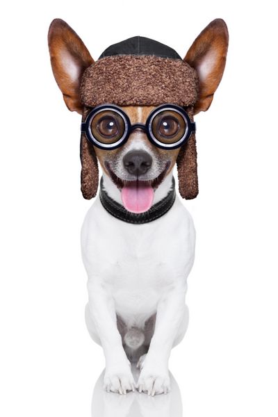 سگ احمق دیوانه با عینک های خنده دار که زبان را کامل نشان می دهد