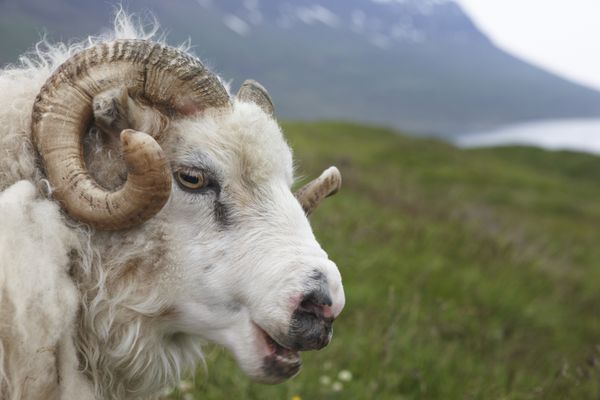 نمای نزدیک از یک گوسفند شاخ بزرگ ایسلندی