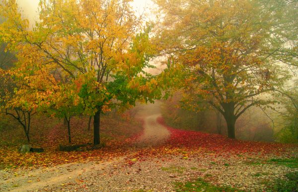 جاده در جنگل مه آلود پاییزی