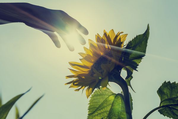 تصویر رترو از آفتاب‌زدگی بر فراز یک گل آفتابگردان با دستی که به سمت جلو دراز شده تا آن را لمس کند در تصویر مفهومی از طبیعت کشاورزی و زیبایی طبیعی